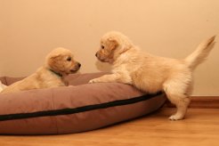 0ae7de74cb16b07bcaefff1dbece78f3_246