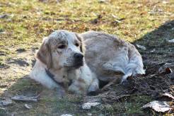 0b438920fa95b59254fb88aaa8f6c51c_246