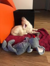 0c1046a6b02fb89f8d2f0503a77579f6_174x232_fill