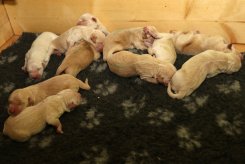 0c3016f046233ed04fcbbded75ea51be_245