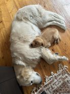 0c5cd86217b1d6b857e13e81d9472289_138x184_fill