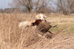 0ccf6afbf09ba6ddaf2f504032ef325c_246