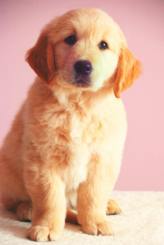 0ccfeede166d236e9b6a983b68296644_164x245