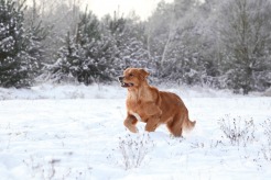 0cf1fb507f02fedf82b7dd3d9dac106c_246