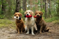 0e5294f237e223cf917052ed0cd56afa_195