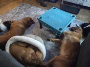 0e67556f227c09613ed64958397ed921_184x138_fill