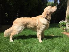 0e6f03f746562382d9430b769bb9c001_232x174_fill