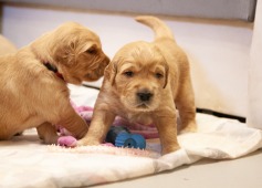 0e70033ba4fd640d728b58aaa42ac8ed_237