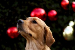 0ea253ef6a4a3326a7fb6e7eecf2f9d2_246