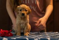 0f26677f83c51615ed5d8329aa1a0501_194