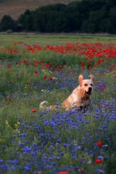 0f556ba1b6e5584351fb22e8bc7692dc_164x246