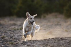 0fc44ac877102adfd11b923a9646a88c_246