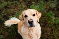 0ff5acaa1287482021254132c2df5781_245