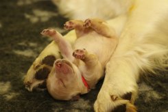 1075657c3f2f27746f8d05c12738e8d5_245