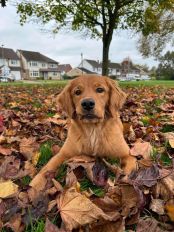 1085bbb29cdcc6bbd0339daf34289c6f_174x232_fill