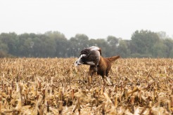 1087ccb115cac01a90bfc91c365cf4cf_246