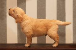 1130e302bc5646596f37982c677ca3b3_246x164_fill