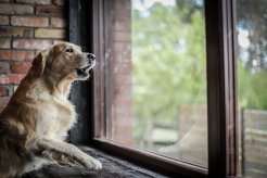 1142f3bd2aaa86dc590922f4312f3c45_246