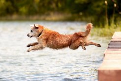 11cf2bb1c23575debde91f3894c8e933_246