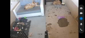 11da946ca2d155111dc5d87d781283f5_297