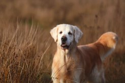 11e6c46cf3aa4187b1181f7ccc3c34c8_246x164_fill