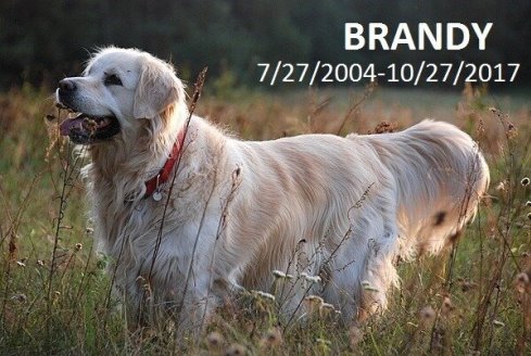 12091b1549def310fc8202c177517d42_489