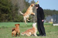 12e630e70cc9b82a5bbfbbad60164494_195x130_fill