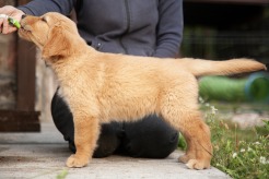 13653a6e201f438e102b35fe09447bdb_246