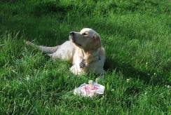 13877f3d77e566c7d234761879d24476_244