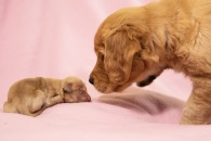 139623e336b2f942728a060279c4a92a_195