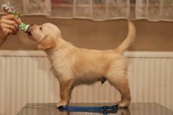 13b51aab308466262f055d5a7a8b4cd5_246