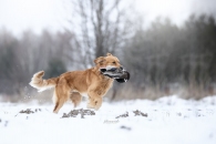 13d7ad6952b3c3d72076819a76144c2d_195