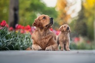 14057adb284086f737b95c05df07b080_195