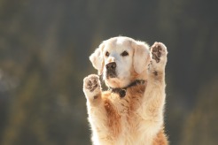 149c7fca30564bdc0573f388f12c5e1f_246