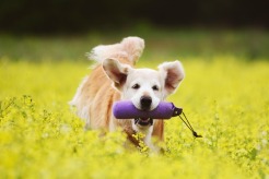 14d422217f80137d4f096e5084a5155e_246