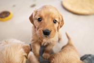 14ed4137a0e341915c3e80aaade0a8cb_195x130_fill