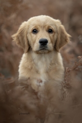 155dd5abd12033a2ff216a996725243c_164x246