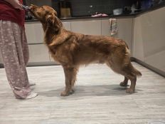 1561d702893a5aa58d5debe5e6795d3f_232x174_fill