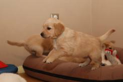 15c36e15ce776bdf081ea4bc5bdb4c74_245