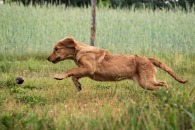 16413d7d86e9947cb64cdb78748663f8_195