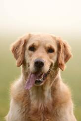 16d6315eb78497fb63bb182c5824006a_164x245