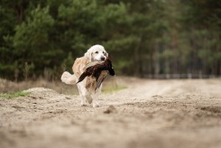 17612e4c922e02bca082af12fffceacc_245