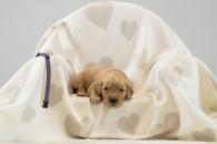 17a13f7dcf1cfccbbb3b2eb6f864844b_195x130_fill