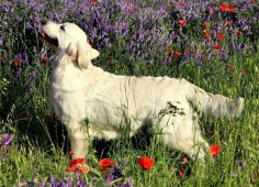 186be6f45fe806b655ea53c03ffcd726_236