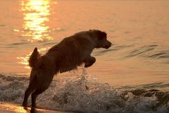 188649fb62d8a5b384f4d14ab5721bd8_245