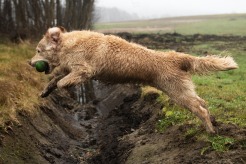 18ce148ae064722ce1559efe39d15dad_246