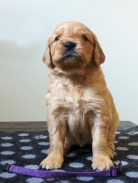 19053c959d2e44cd4a0b558c10579ce2_138x183