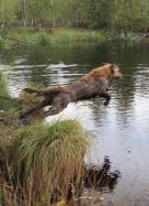 194886af7d00833ccbdd14762c0d414e_136x187