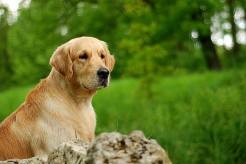 19f5971519f79a322f92b7d7908df375_246x164_fill