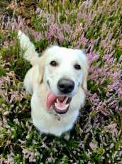 1a40e2cf8c037dafc5b30629b3d0f6b0_172x230